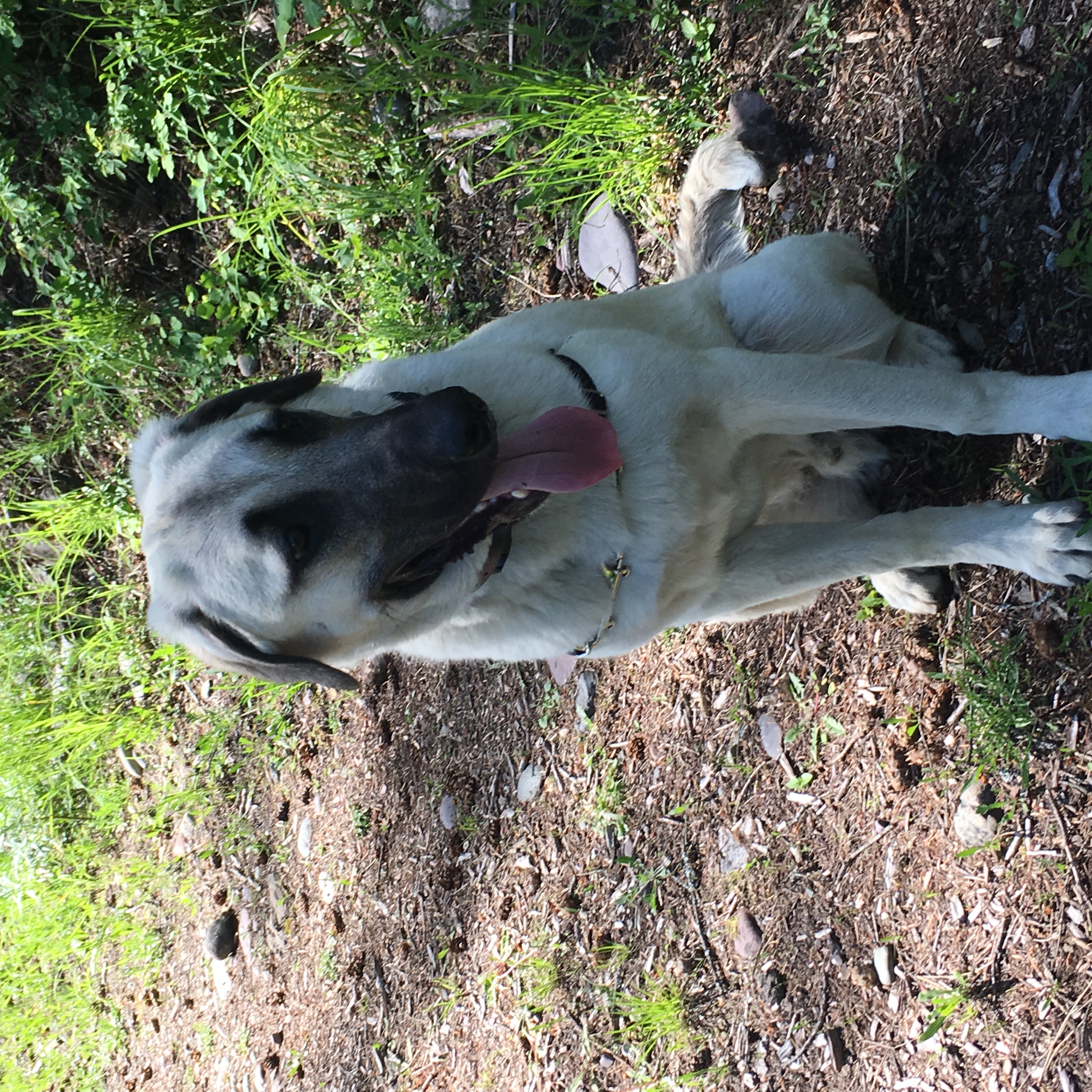 Sweet Memories of Champ